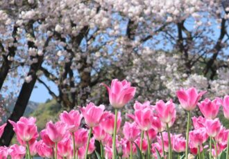 【編集部日誌】八重桜とチューリップの競演～秦野戸川公園