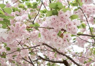 【編集部日誌】遊行寺の八重桜並木と見頃を迎えた春の花々