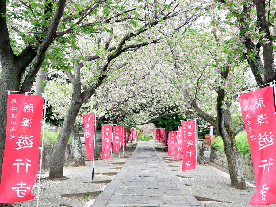 【編集部日誌】遊行寺の八重桜並木と見頃を迎えた春の花々