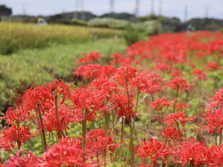 【編集部日誌】小出川の彼岸花群生地