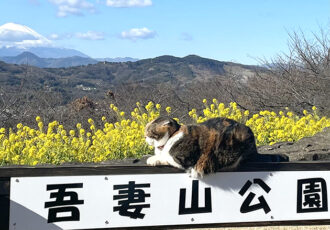 【編集部日誌】二宮町・吾妻山で見る満開の菜の花と名物猫ちゃん