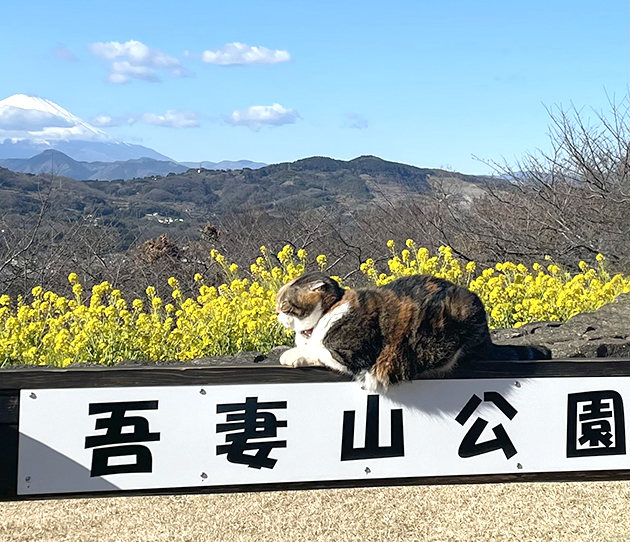 【編集部日誌】二宮町・吾妻山で見る満開の菜の花と名物猫ちゃん