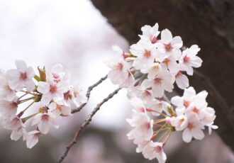 《編集部選》私が好きな桜スポット～鎌倉～