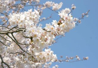 《編集部選》私が好きな桜スポット～藤沢～
