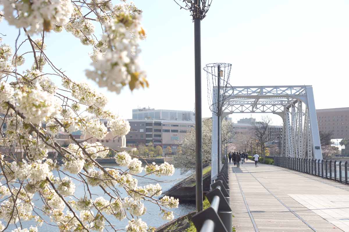 《編集部選》桜散歩～桜木町・山下～