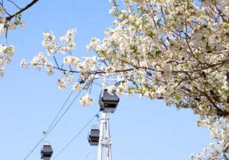 《編集部選》桜散歩～桜木町・山下～