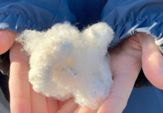 しまなみコットンプロジェクト 「寒川コットン収穫祭2025」に総勢約200人が参加