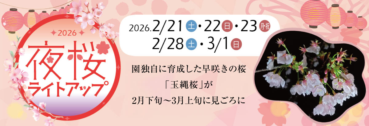 夜桜ライトアップ2026