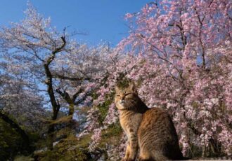 5/1(金)～10(日)北鎌倉でねこの写真家・小森正孝写真展開催